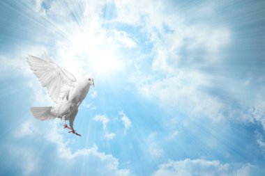 Güneşin altında uçan güzel beyaz güvercin