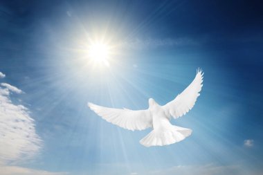Güneşin altında uçan güzel beyaz güvercin