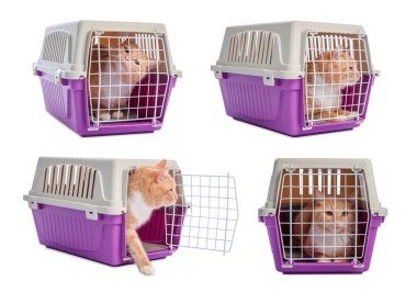 Beyaz arka planda evcil hayvan taşıyan sevimli kızıl kedi, kolaj