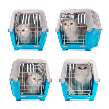 Beyaz arka planda hayvan taşıyan sevimli kedi, kolaj