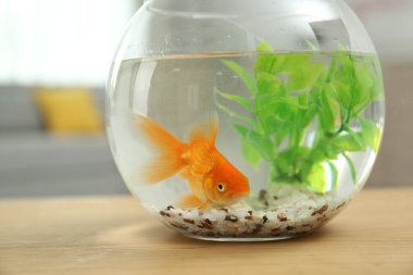 Yuvarlak cam akvaryumda küçük, güzel bir akvaryum balığı.