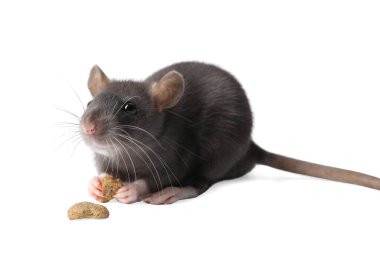 Beyaz arka planda kuru yiyeceği olan sevimli bir fare. Küçük hayvan.