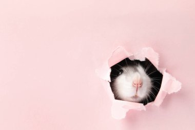 Pembe kağıt çarşaftaki delikten bakan sevimli sıçan. Metin için boşluk