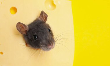 Peynirdeki delikten bakan sevimli fare