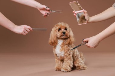 Bakım aletleri olan kadınlar ve kahverengi arka planda sevimli bir köpek, yakın plan.