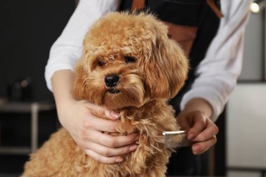 Kuaförde sevimli bir köpeğin saçını tarıyor, yakından.
