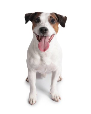 Beyaz arka planda sevimli Jack Russell Terrier köpeği