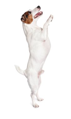 Beyaz arka planda sevimli Jack Russell Terrier köpeği