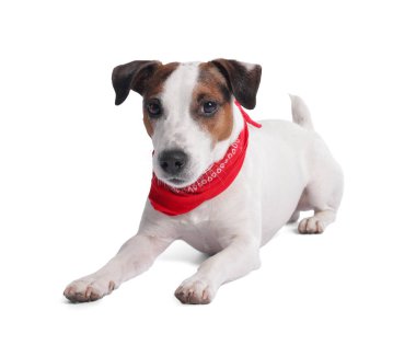 Beyaz arka planda kırmızı bandanalı şirin Jack Russell Terrier köpeği.