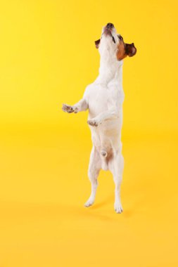 Sarı arka planda şirin Jack Russell Terrier köpeği
