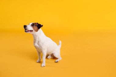 Sarı arka planda oturan sevimli Jack Russell Terrier köpeği. Metin için boşluk