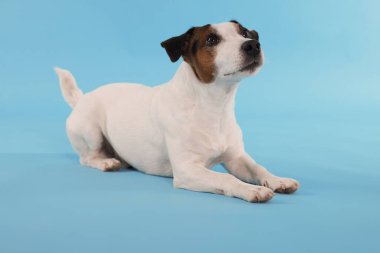 Sevimli Jack Russell Terrier köpeği açık mavi arka planda yatıyor.