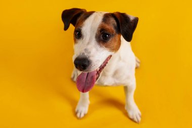 Sarı arka planda şirin Jack Russell Terrier köpeği