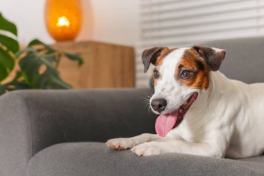 Şirin Jack Russell Terrier köpeği evdeki kanepede yatıyor. Metin için boşluk