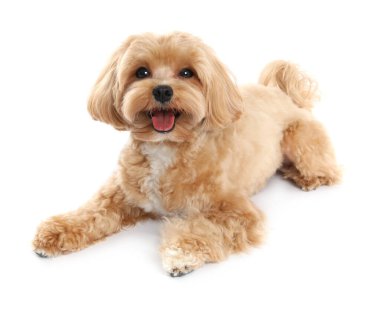 Beyaz arka planda sevimli bir Maltipoo köpeği. Sevimli hayvan