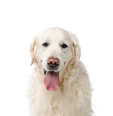 Beyaz arka planda sevimli Golden Retriever köpeği