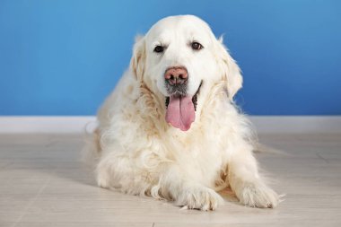 Mavi duvarın yanında yerde yatan sevimli Golden Retriever köpeği
