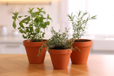 Evdeki ahşap masadaki saksılarda otlar.