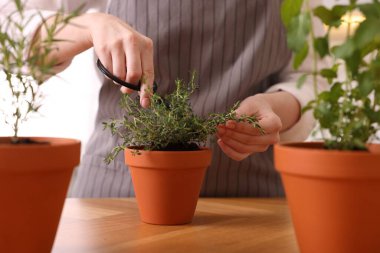 Mutfakta taze kekik kesen kadın, yakın plan. Aromatik bitkiler