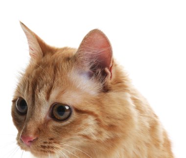 Beyaz arka planda sevimli kızıl kedi. Sevimli hayvan.