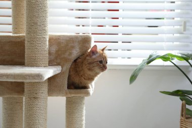 Evdeki evcil hayvan ağacında saklanan sevimli kedi.