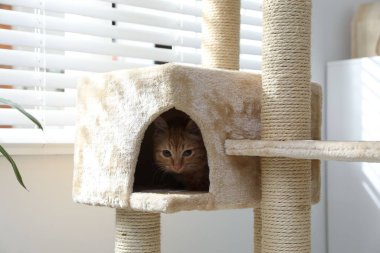 Evdeki evcil hayvan ağacında saklanan sevimli kedi.