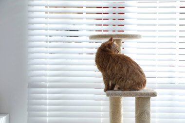 Evcil hayvan ağacındaki sevimli kedi.