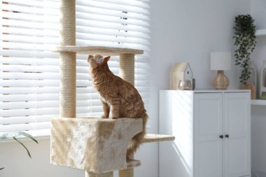 Evcil hayvan ağacındaki sevimli kedi.