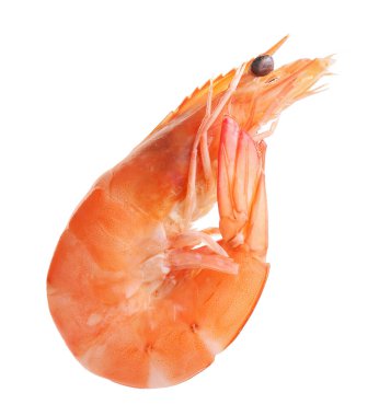 Freshly cooked delicious shrimp isolated on white