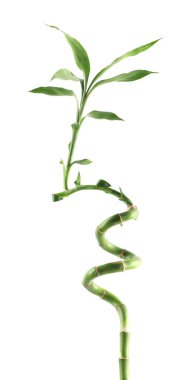 Güzel dekoratif bambu bitkisi beyaza izole edilmiş.