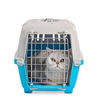 Evcil hayvan taşıyıcısındaki şirin kedi beyazda izole edilmiş.