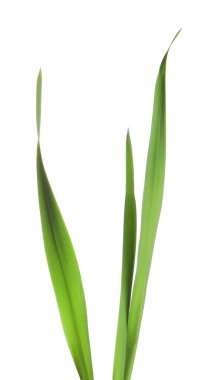 Beyaz çimenlerin üzerinde yeşil yapraklar