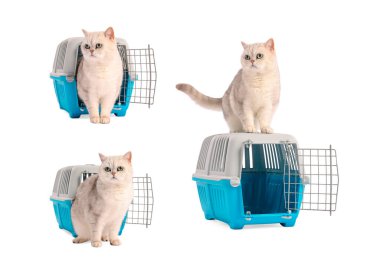 Beyaz arka planda sevimli kedi ve hayvan taşıyıcısı, kolaj