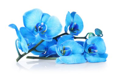 Ayna yüzeyinde güzel mavi orkide çiçekleri beyaz arkaplanda