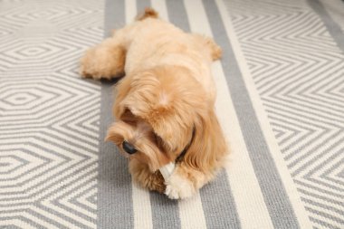 Evde yerde kemikleri çiğnenmiş şirin bir köpek.