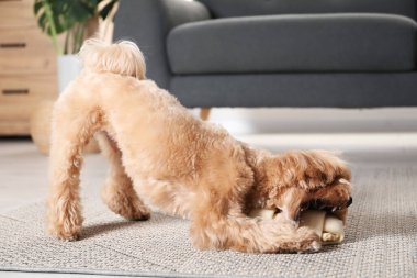 Evde yerde kemikleri çiğnenmiş şirin bir köpek.