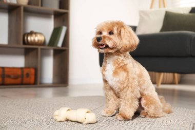 Evde yerde kemikleri çiğnenmiş şirin bir köpek, mesaj için yer var.