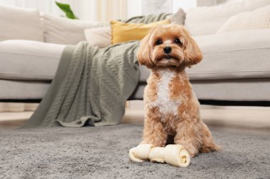 Evde halıda kemikleri çiğnenmiş şirin bir köpek, mesaj için de yer var.