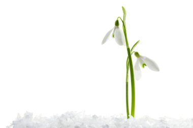 Beautiful snowdrops on snow against white background