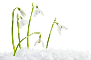 Beautiful snowdrops on snow against white background