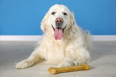 Kapalı alanda mavi duvarın yanında kemikleri çiğnenmiş sevimli bir köpek.