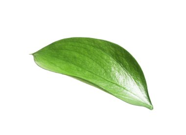 One fresh green Ruscus leaf isolated on white