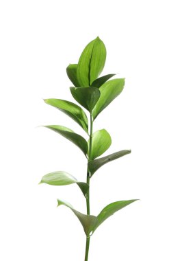 Beautiful Ruscus branch with green leaves isolated on white