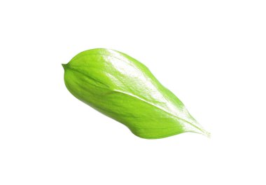 One fresh green Ruscus leaf isolated on white