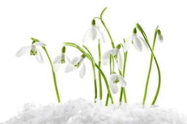 Beautiful snowdrops on snow against white background