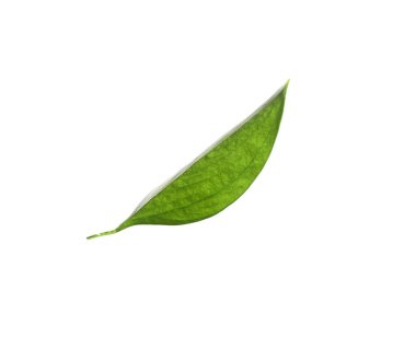 One fresh green Ruscus leaf isolated on white