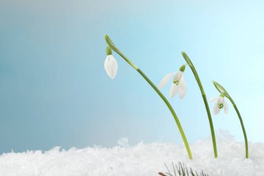 Beautiful snowdrops on snow against light blue background, closeup. Space for text