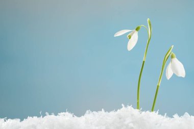 Beautiful snowdrops on snow against light blue background, closeup. Space for text