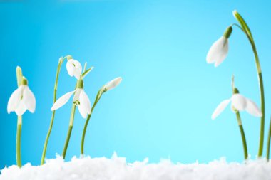 Beautiful snowdrops on snow against light blue background, closeup. Space for text