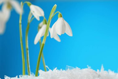 Beautiful snowdrops on snow against light blue background, closeup. Space for text